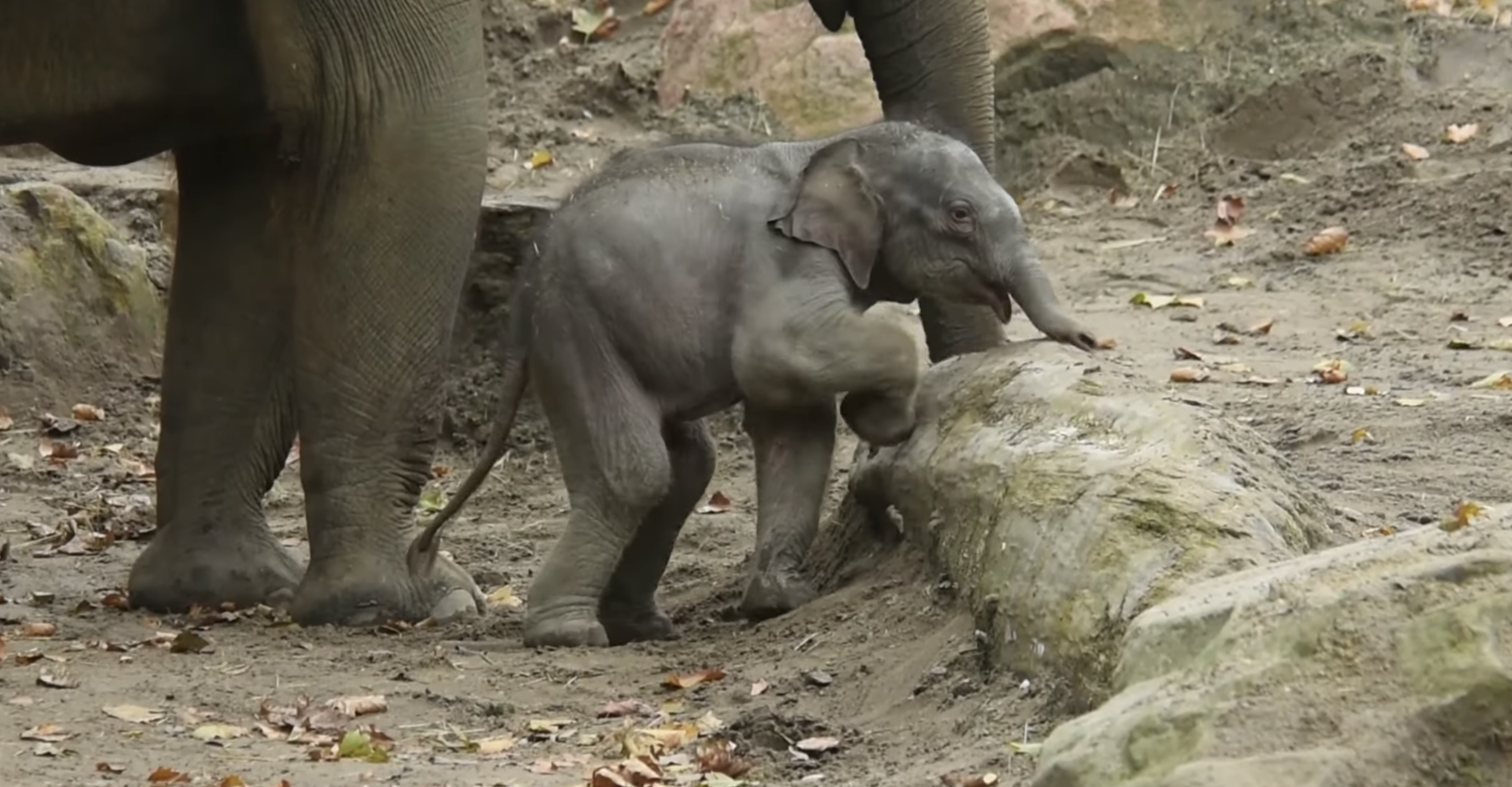 Ontmoet het schattige babyolifantje Maxi in Blijdorp!